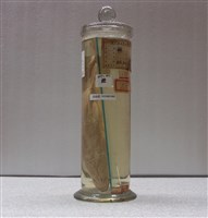 藏品(唇(魚骨))的圖片